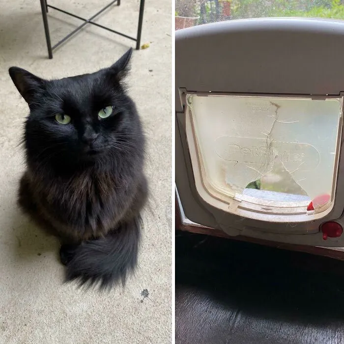I Didn't Let My Cat Go Outside For A Day So He Just Broke The Cat Door. I Found Him In The Garden Looking Very Smug