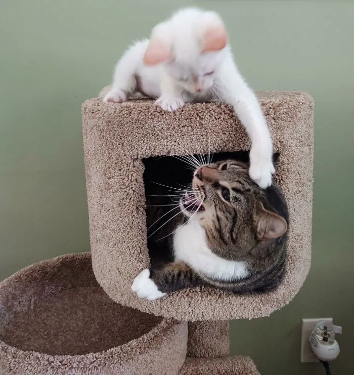 When The Big Cat Dewey Was A Kitten, He Used To Bother All The Cats, Payback Served Well 