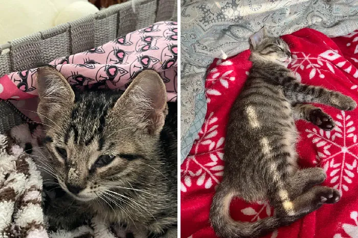 Meet Smeagol! We Found Her Outside In The Rain Clinging To Some Rocks