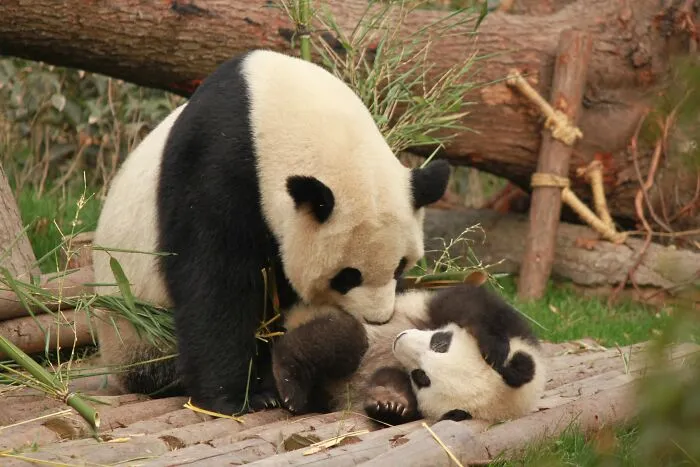 Panda Fluffer