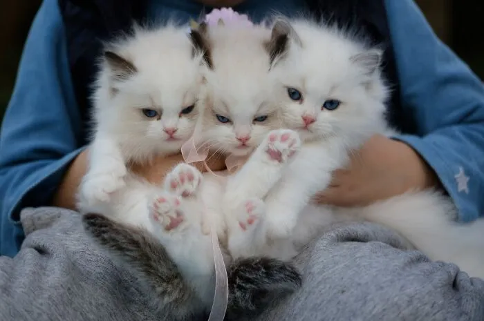 Play With Kittens And Puppies