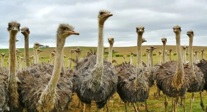 Ostrich Babysitter