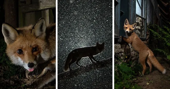 26 Photos Of Roxy The Fox, Whose Life I Observed For 8 Months