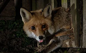 26 Photos Of Roxy The Fox, Whose Life I Observed For 8 Months