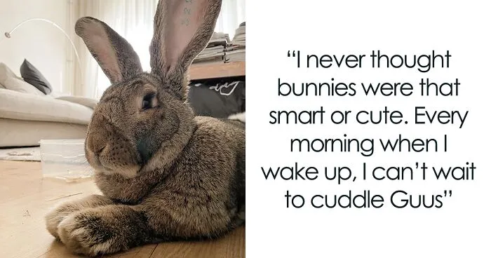 Meet Guus, A 22lb Rabbit That Draws Attention Not Only For His Size, But Also His Dog-Like Personality