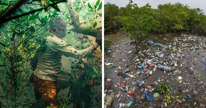 Mangroves And Ecosystems: 30 Best Pictures Of 2022 Mangrove Photography Awards