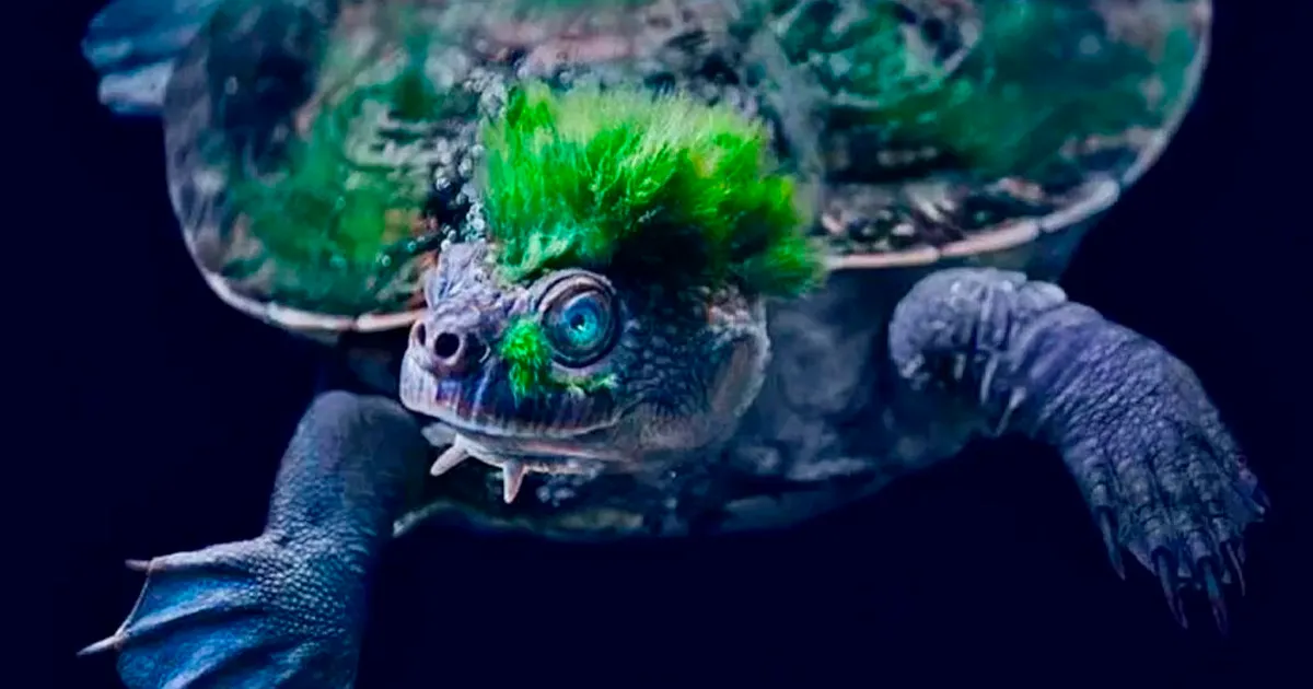 25 Criaturas raras, divertidas y curiosas de nuestra Tierra que quizá no conocieras