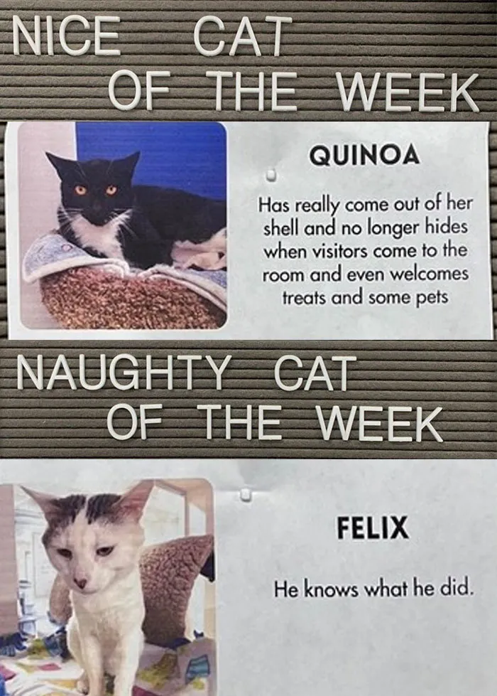 20 Pics Of Cats That Scored A Spot On The ‘Naughty And Nice’ Board At This Cat Rescue