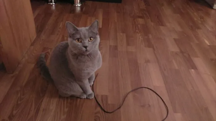 Those Were Headphones. I Found The Other Half Under The Couch