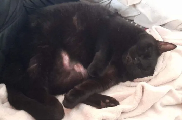One Of Our Special Needs Cats (She Has Dwarfism Amongst Other Issues), ‘Regen’ Enjoying A Nap 💤