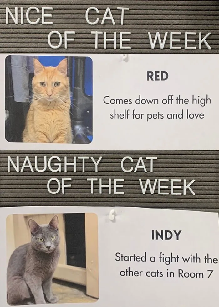 20 Pics Of Cats That Scored A Spot On The ‘Naughty And Nice’ Board At This Cat Rescue