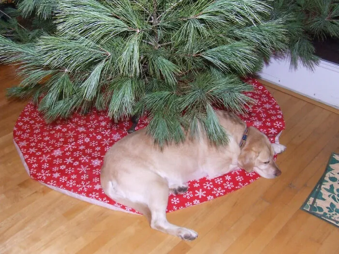 All I Want For Christmas