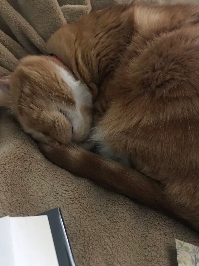 Kitty Boy