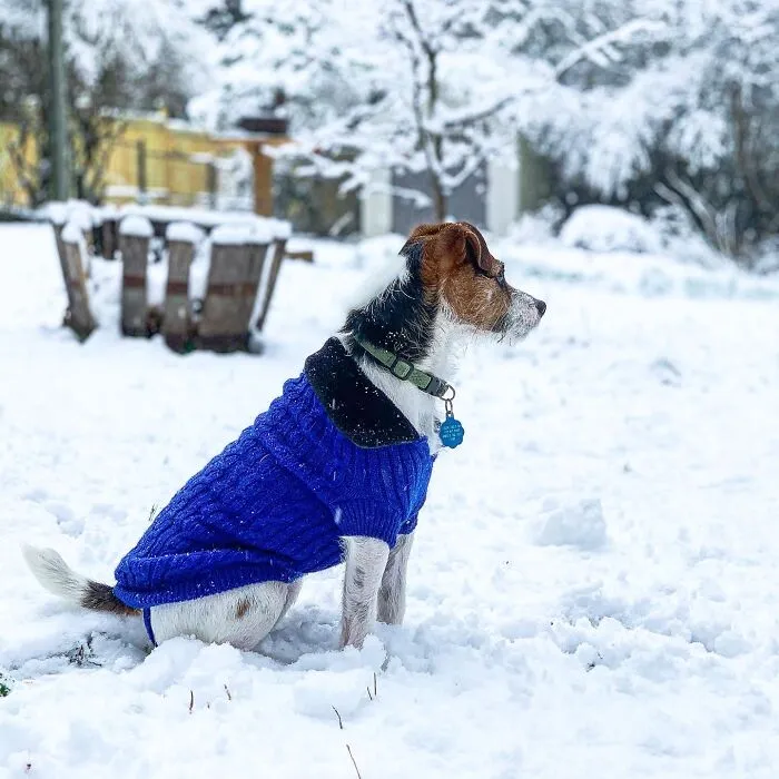 June On Barkyard Patrol