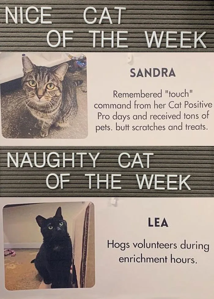 20 Pics Of Cats That Scored A Spot On The ‘Naughty And Nice’ Board At This Cat Rescue