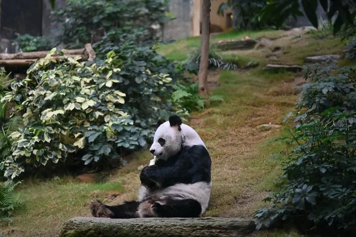 Pandas Are Found In Thick Bamboo Forests, High Up In The Mountains Of Central China
