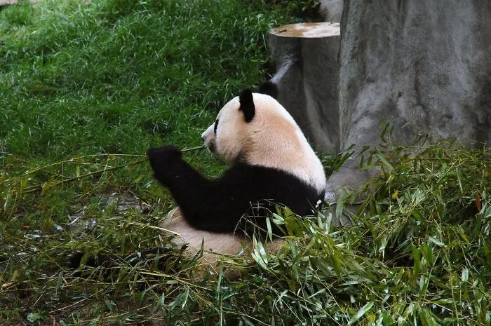 Unlike Other Bears, Pandas Do Not Hibernate