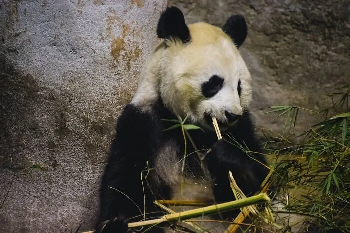 Pandas Use Scent To Mark Their Territory