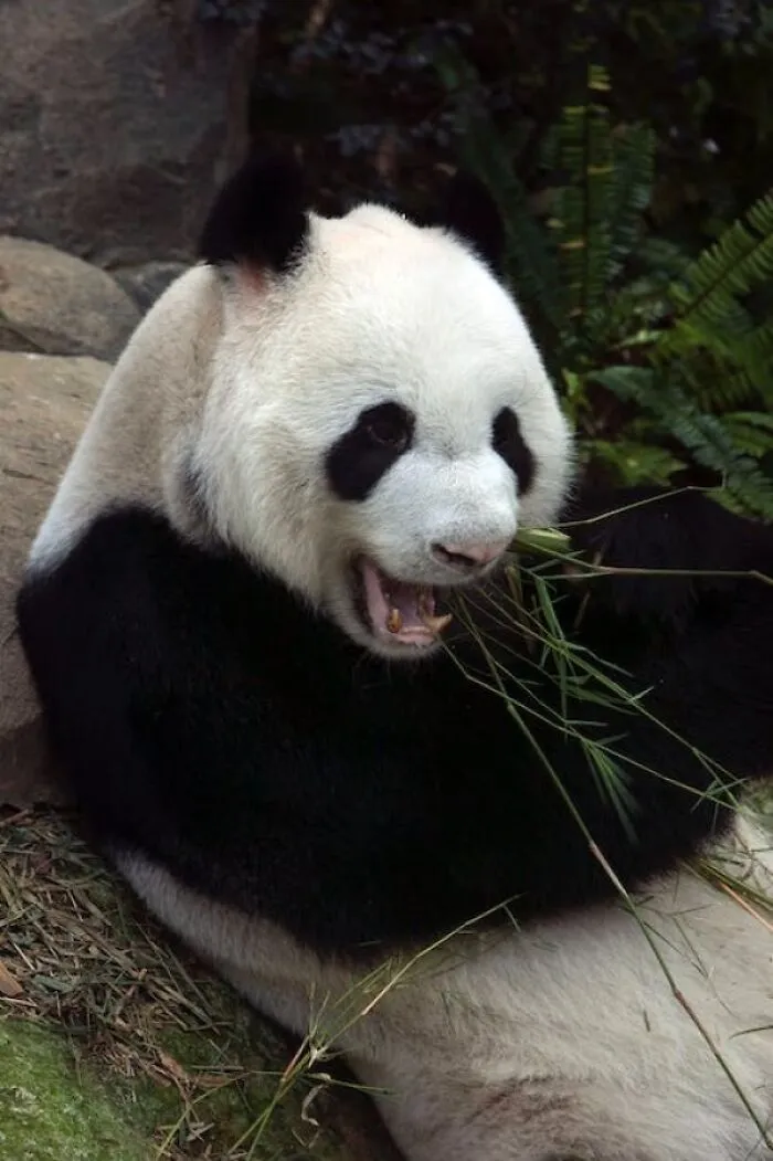 The Giant Panda’s Scientific Name Is Ailuropoda Melanoleuca, Which Means “Black And White Cat-Foot”