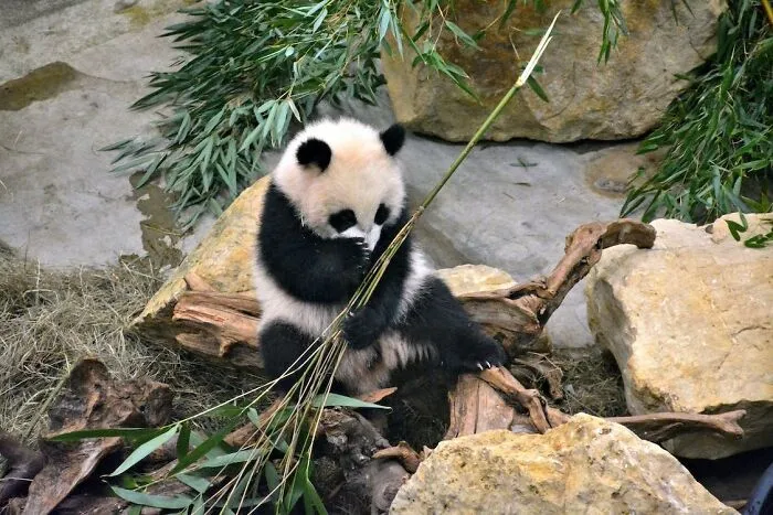 Baby Pandas Are Born Pink And Measure About 15cm