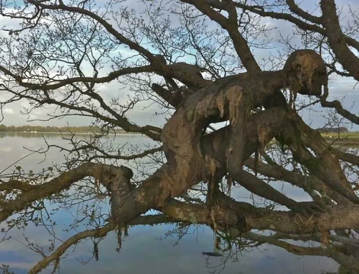 Eerily Humanoid Shapes On This Tree