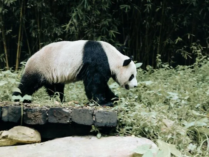 Adult Pandas Are About 150cm Tall