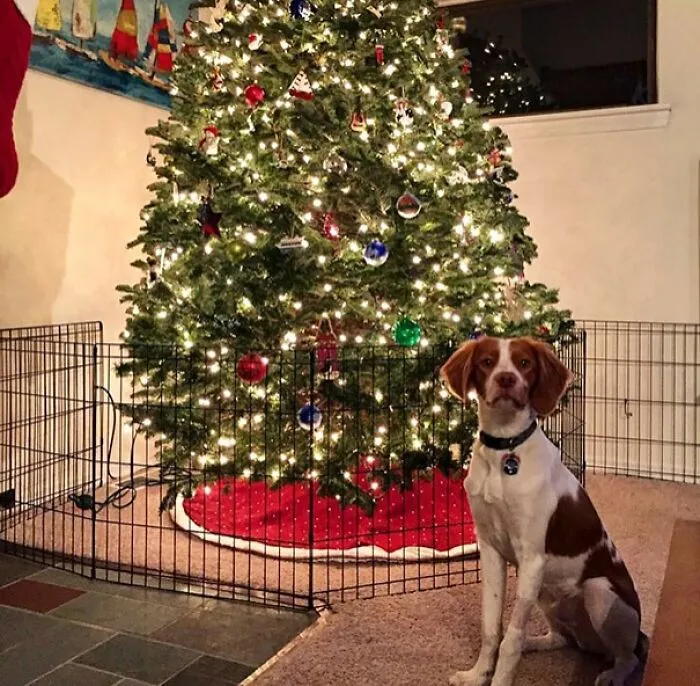 Dog Proof