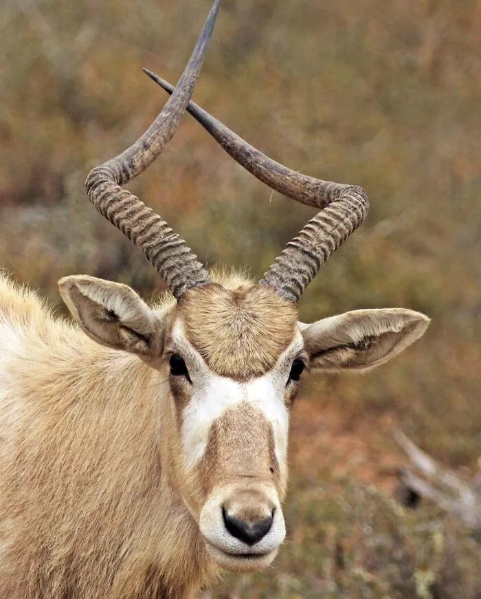 Addax (Addax Nasomaculatus)