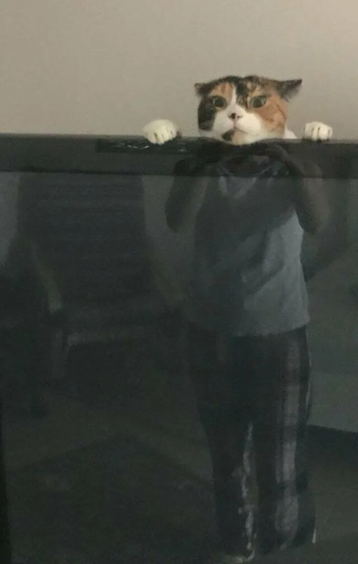 My Wife Just Texted Me This Picture Of Our Cat Playing Behind The TV