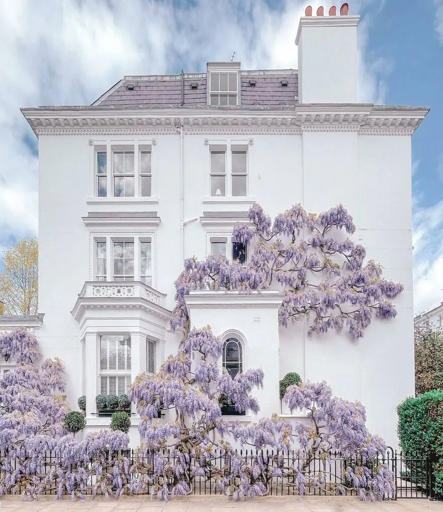 Wisteria Covered Terraced House In Argyll Road, Kensington, London, UK