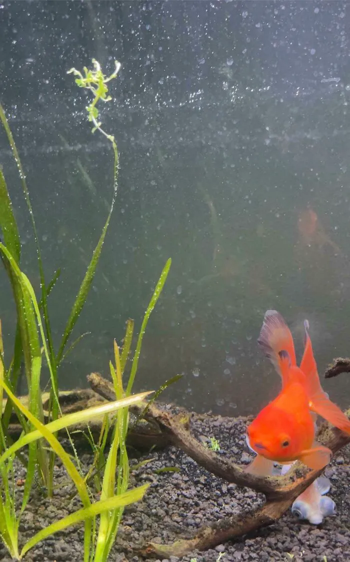 Spent Over 100 Dollars On Expensive Aquarium Carpeting Plants. My Goldfish Both Uprooted And Ate All Of Them In The Span Of 5 Minutes
