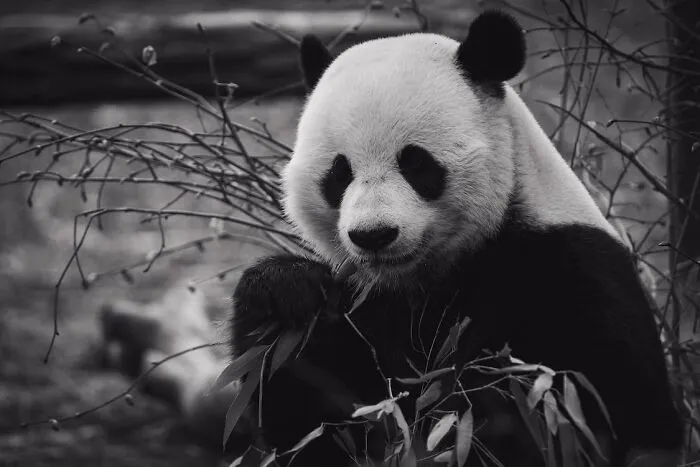 Pandas Have Excellent Camouflage For Their Habitat