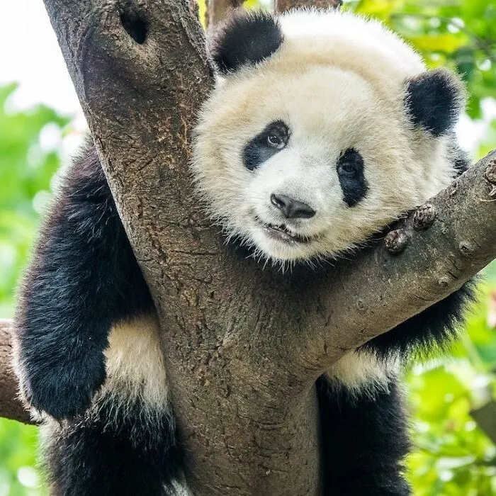 Pandas Can Swim And Even Climb Trees