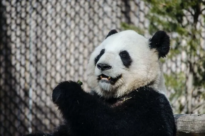 Giant Pandas Spend 10-16 Hours A Day Feeding, Mainly On Bamboo