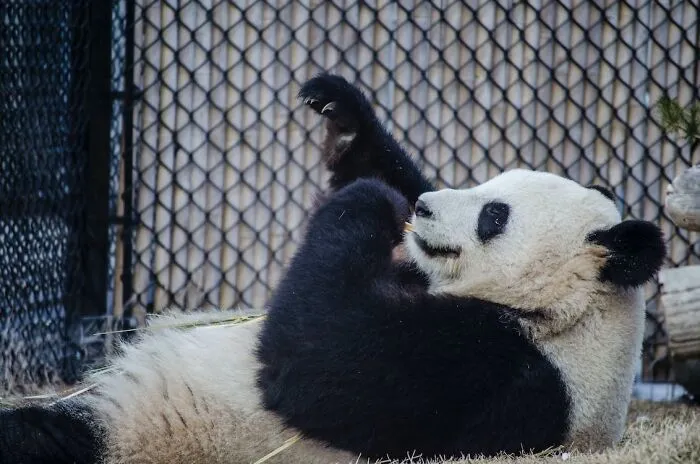 A Panda Year Is Roughly Equivalent To Three Human Years