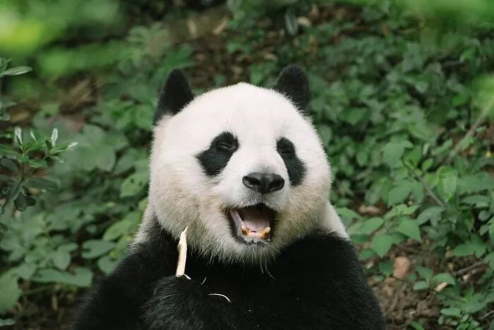 Pandas Need At Least 2 Different Bamboo Species In Their Range To Avoid Starvation