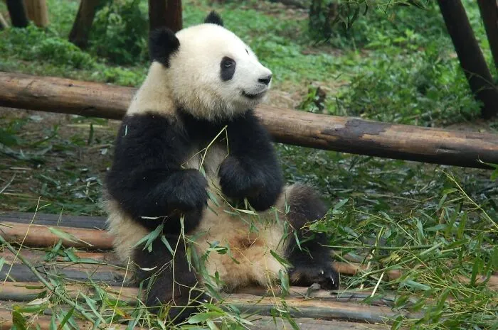 Giant Pandas Can Poop 40 Times A Day