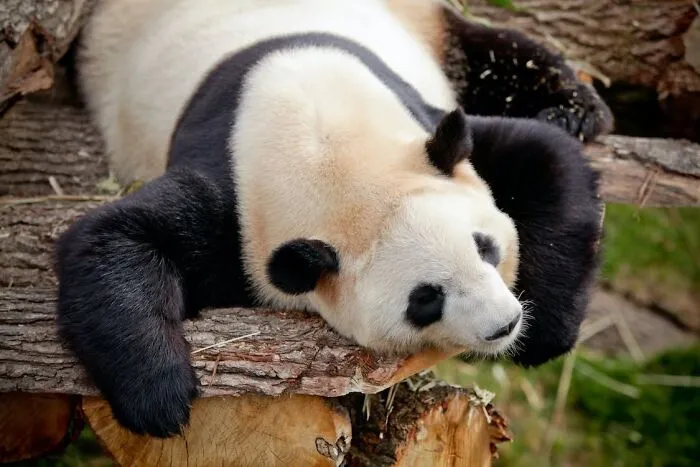 Pandas Have 6 "Fingers"