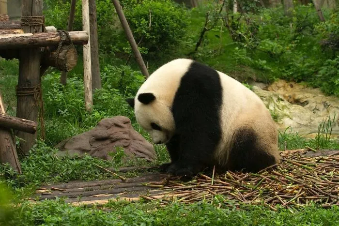 Aside From Bamboo, Pandas Eat Eggs And Rodents Too