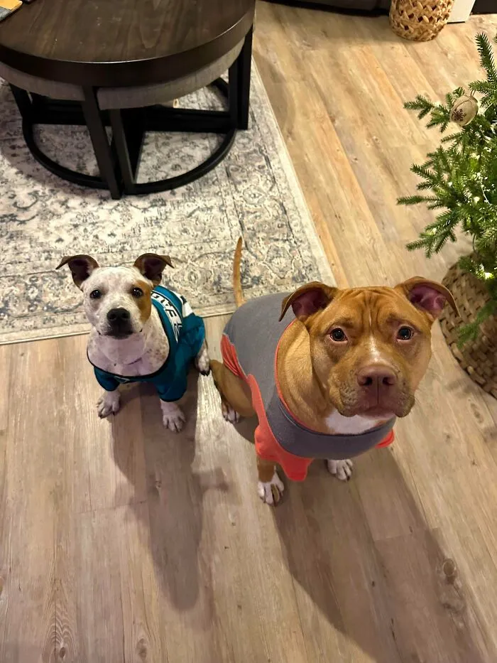 ¡Dozer ha conseguido una hermana por Navidad!