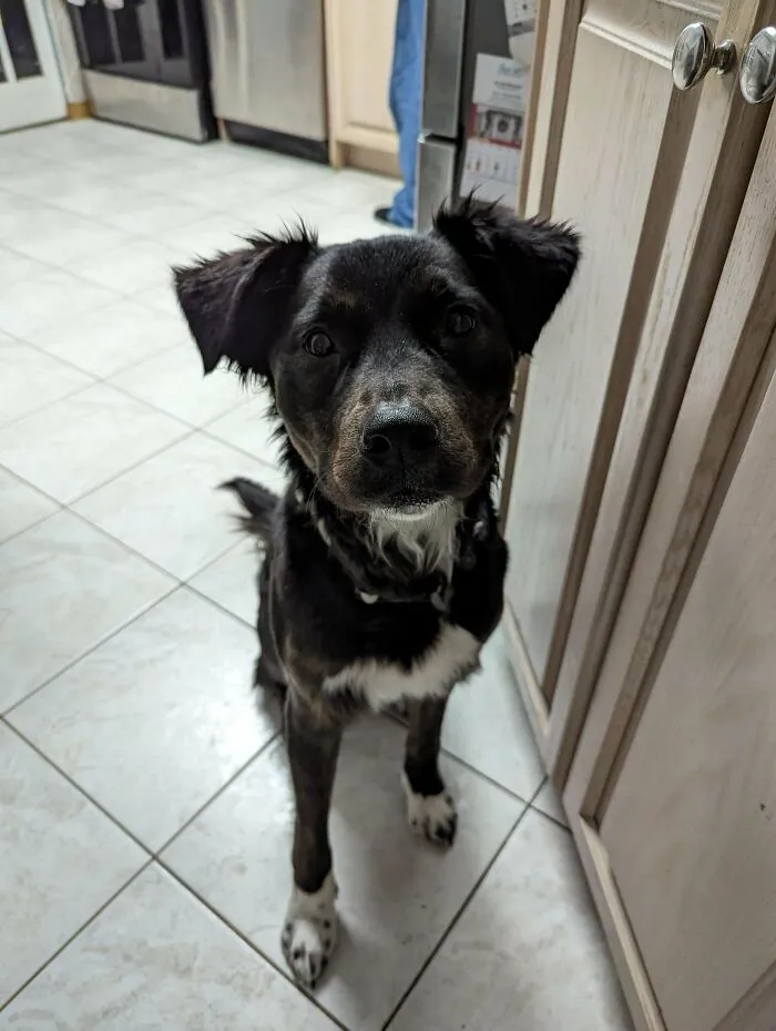 Mi rescate de refugio quiere decir ¡hola!
