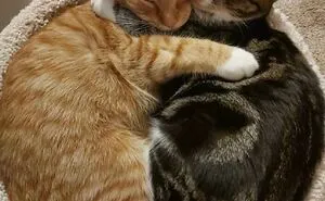 50 Soul-Healing Pics Of Adopted Pets And Their Owners, Showing The Joy Of Giving A Second Chance (December Edition)