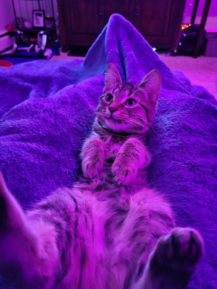 Mi gatito recién adoptado sólo se acuesta así sobre mí por la noche. Me derrite el corazón