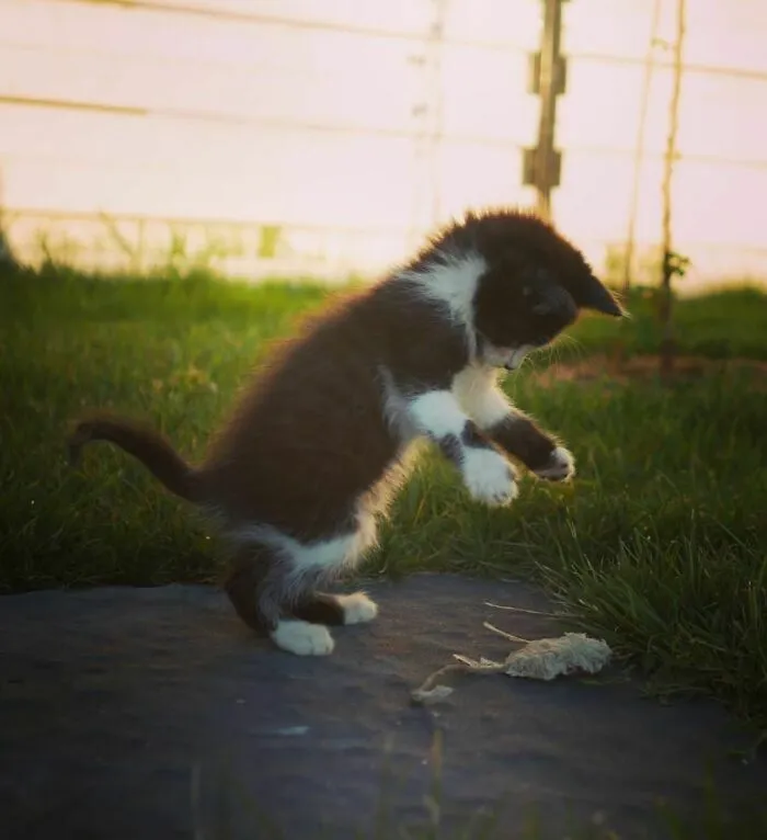 Hoy he decidido adoptar un gatito. Miradlo jugando con la hoja. Es tan lindo