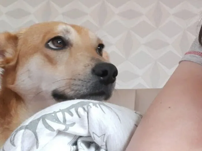 Estaba haciendo un video con mi perro recién adoptado para enseñárselo a mis amigos y vi esta cara
