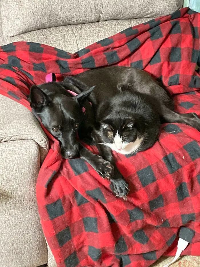 Gato viejo recién adoptado se encuentra con un cachorro mimoso