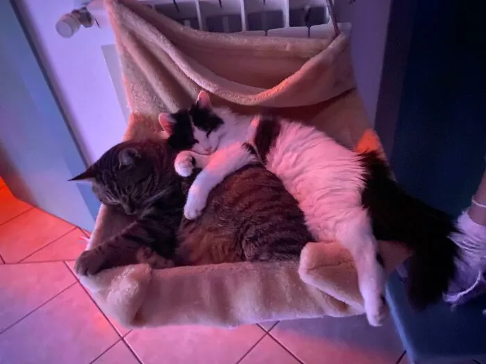 Mis criaturitas adoptadas 