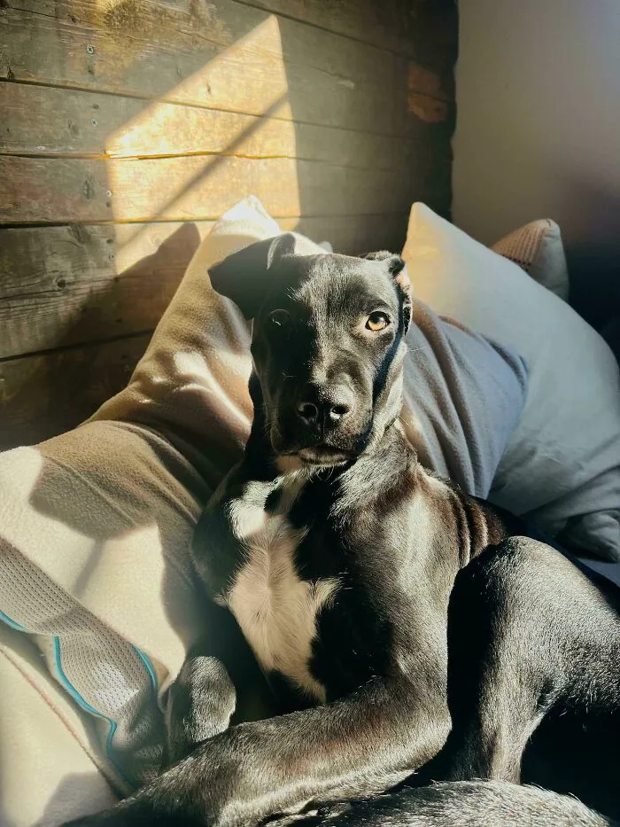 ¡Os presento a Kylo, mi recién adoptado cruce de Pitbull!