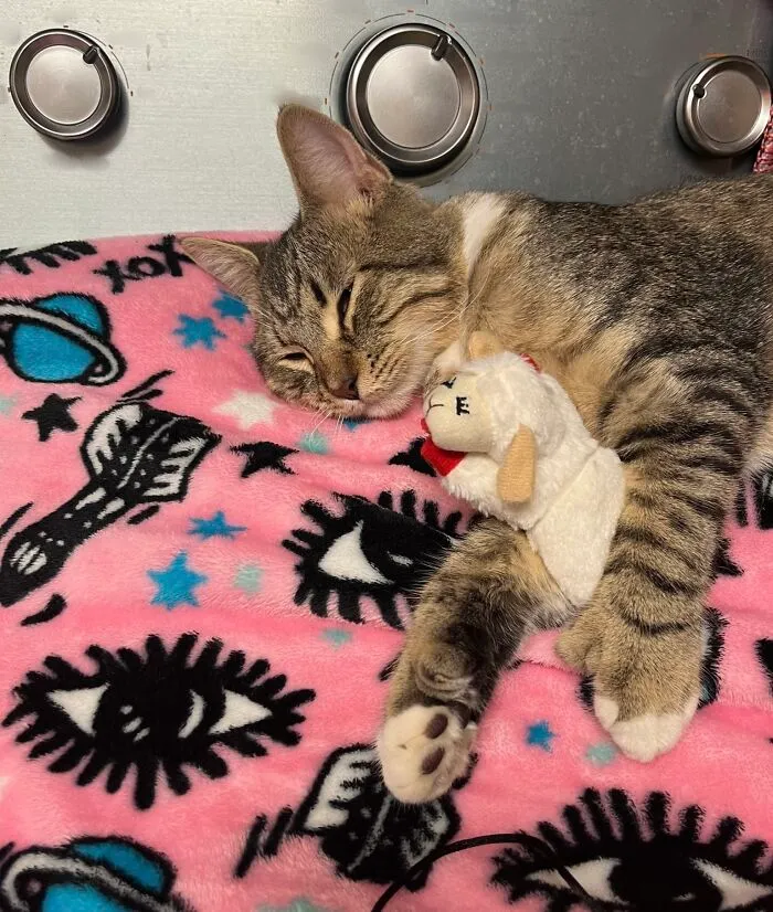 Acabamos de adoptar a Hemingway, un gatito polidáctilo... ¡Os presento a Hammy!