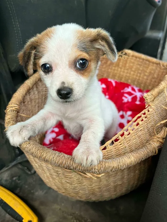 Os presento a Rosie, mi cachorro rescatado
